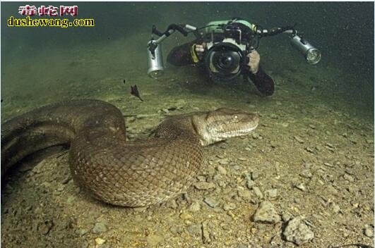超级大的海洋巨蛇图片1