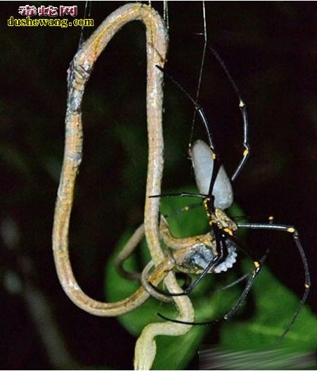 蜘蛛吃蛇图片1