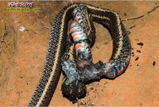 世界上最可怕的蜘蛛蛇图片1