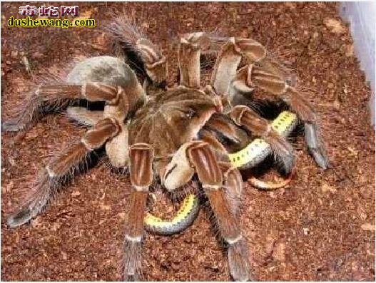世界上最可怕的蜘蛛蛇图片12
