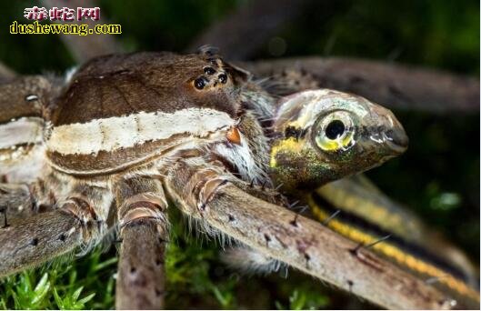 世界上最可怕的蜘蛛蛇图片4
