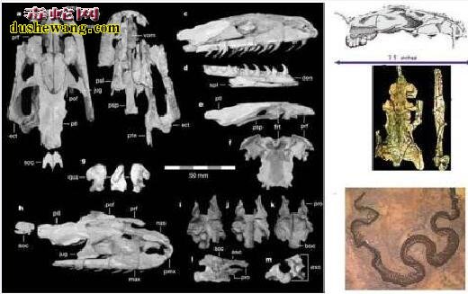 古杯蛇骨骼图片2