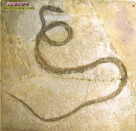 古杯蛇化石图片8