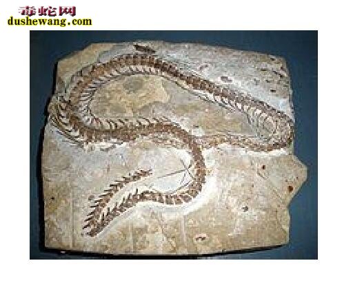 真足蛇化石图片2