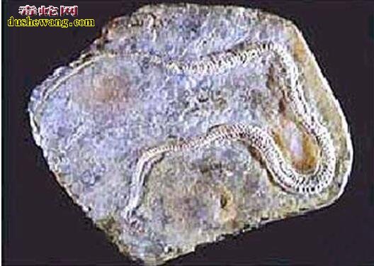 真足蛇化石图片3