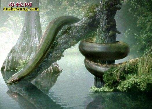 沃那比蛇vs泰坦巨蟒图片3