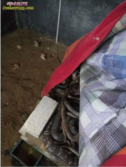 无冬眠养蛇技术
