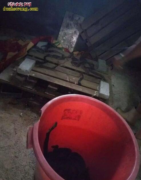 无冬眠养蛇技术