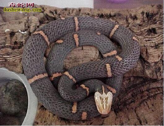 白头蝰蛇图片2