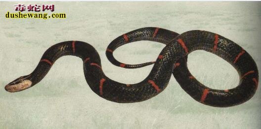 白头蝰蛇图片3