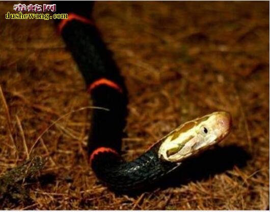 白头蝰蛇图片4