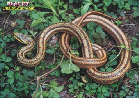 家蛇的种类和图片介绍5