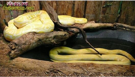 家蛇的种类和图片介绍8