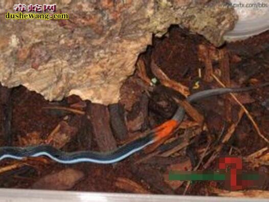 蓝长腺珊瑚蛇吃蛇图片10