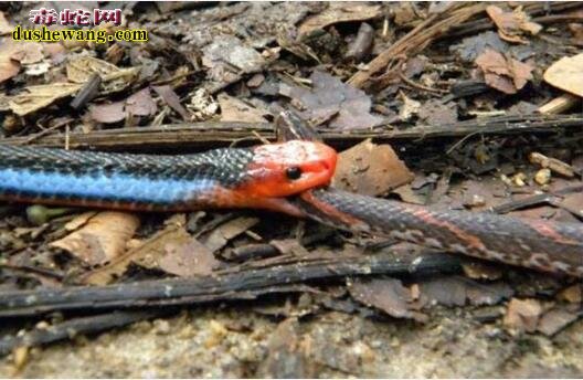 蓝长腺珊瑚蛇吃蛇图片1