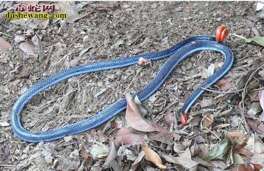 蓝长腺珊瑚蛇吃蛇图片1