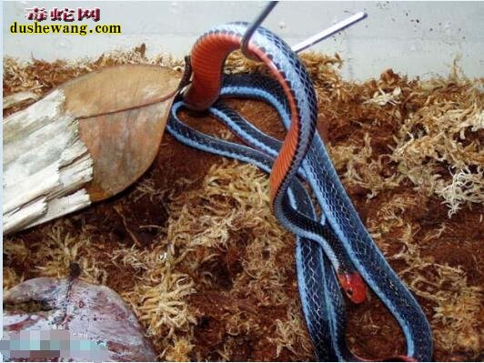 蓝长腺珊瑚蛇吃蛇图片4