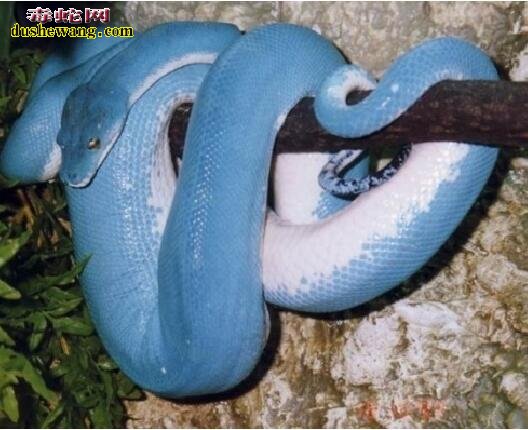 蓝色蟒蛇图片1