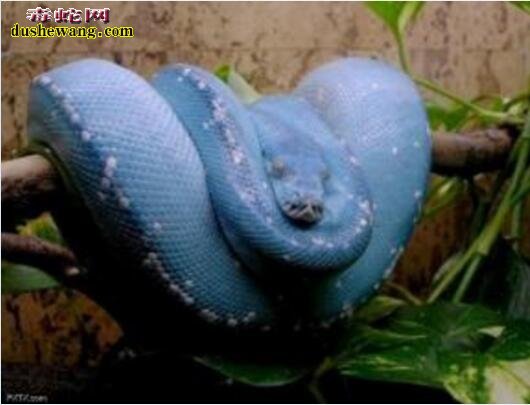 蓝色蟒蛇图片2