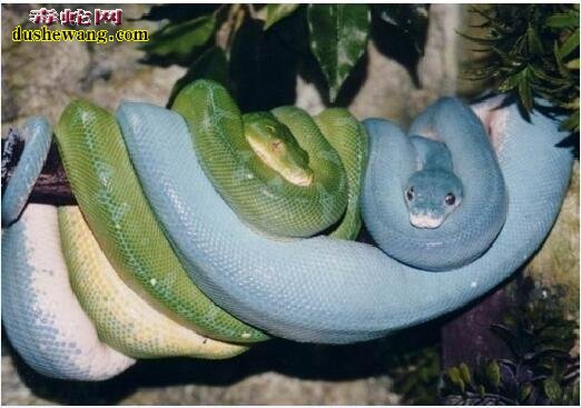 蓝色蟒蛇图片3