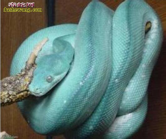 蓝色蟒蛇图片5