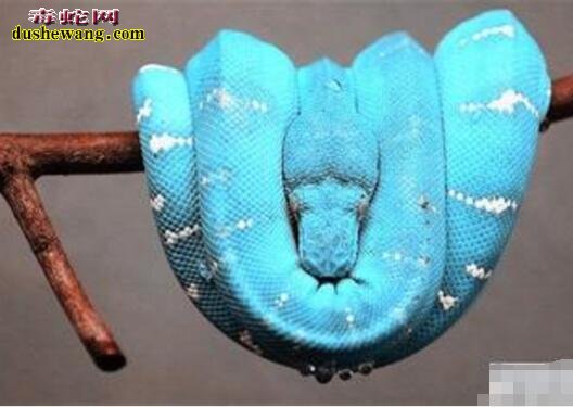 蓝色蟒蛇图片6