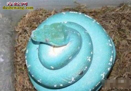 蓝色蟒蛇图片7