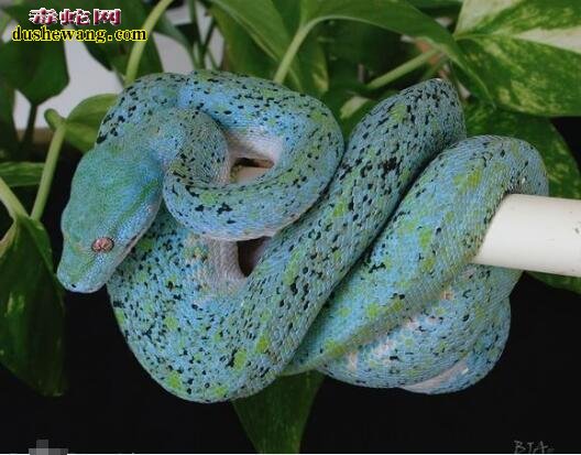 蓝色蟒蛇图片8