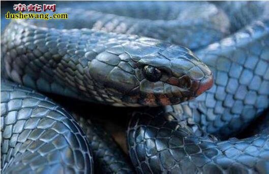 蓝色森林王蛇体图片