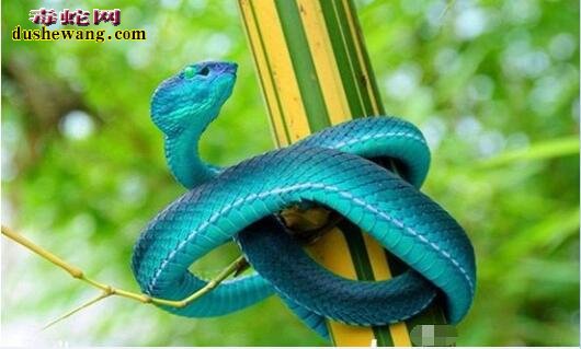 蓝色蝰蛇图片1