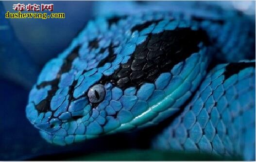 蓝色蝰蛇图片12