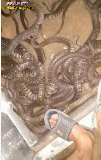 养蛇赚钱不?养蛇的经济效益如何?