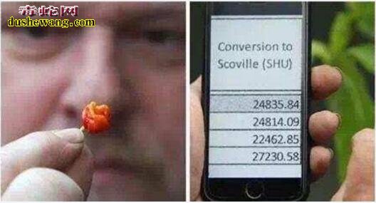 世界上最辣的辣椒Dragon’sBreath可致人休克