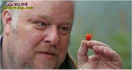 世界上最辣的辣椒Dragon’sBreath可致人休克