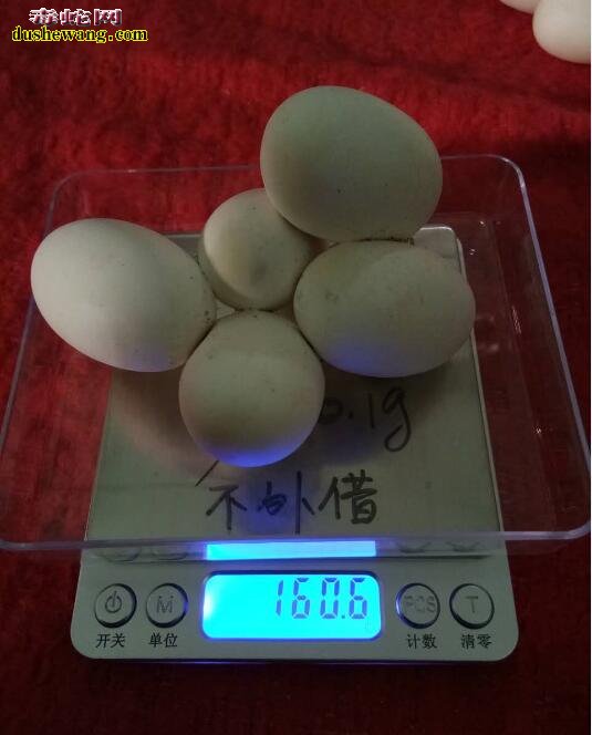 2017年雷村蛇场优质越南、老挝水律蛇蛋出售中