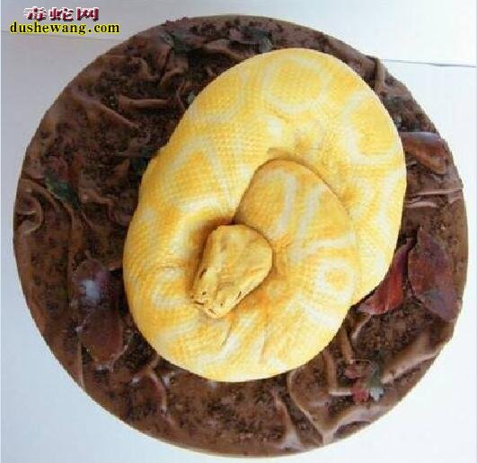 属蛇人生日蛋糕图片大全8