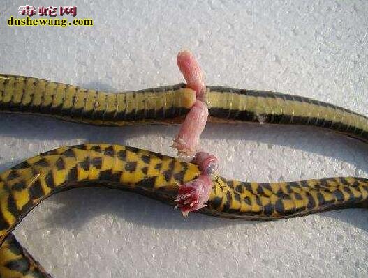蛇鞭图片1