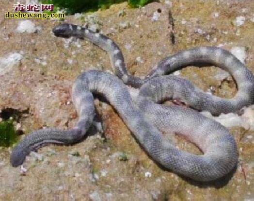 青灰海蛇 青灰海蛇毒性、图片