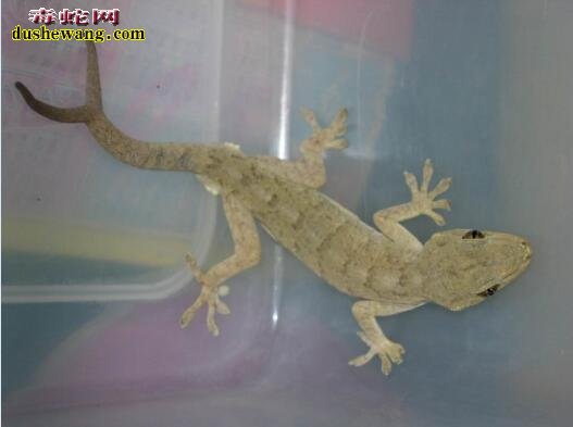 壁虎图片7