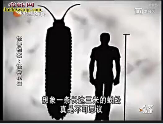 长3米超级巨型蜈蚣真的存在!