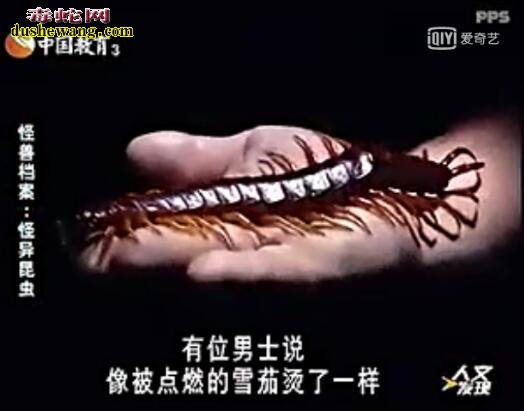 长3米超级巨型蜈蚣真的存在！