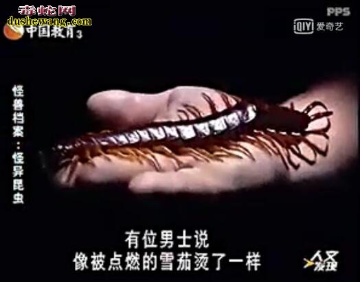 长3米超级巨型蜈蚣真的存在!