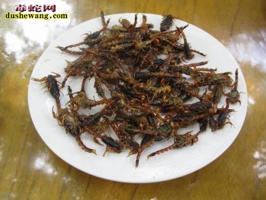 蝎子图片5