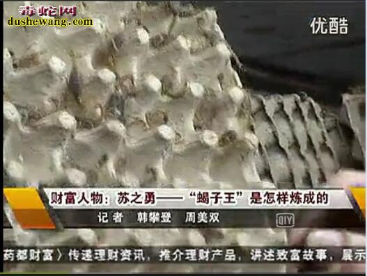 蝎子养殖视频