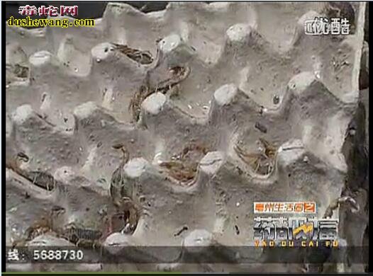 蝎子养殖视频