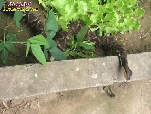 2017年6月五步蛇活蛇(蕲蛇)价格行情