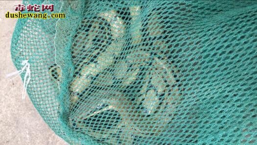 2017年6月菜花蛇活蛇(黑眉锦蛇)价格行情