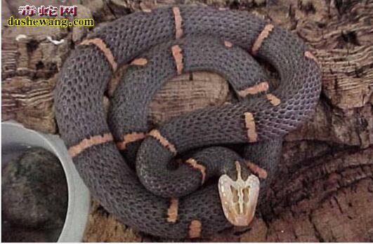 2017年6月喜玛拉雅白头蛇活体价格行情