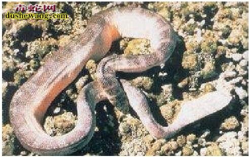 淡灰海蛇