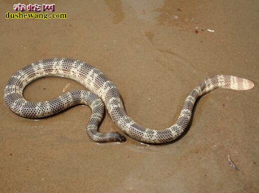 棘眦海蛇